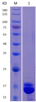 12% SDS-PAGE analysis profiles of purified MCR_RS06400-21–152 (CBB stained).